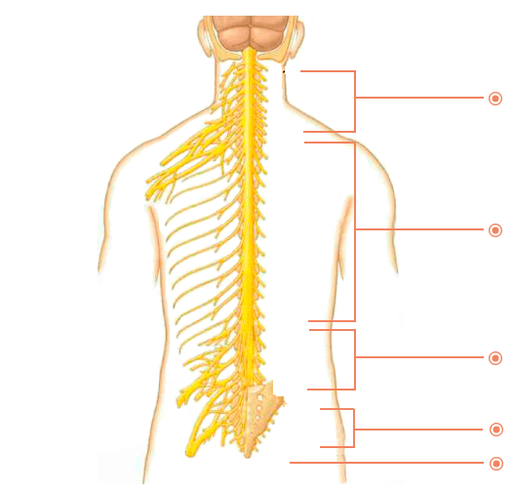 Na kojima je mjesta osteohondroza